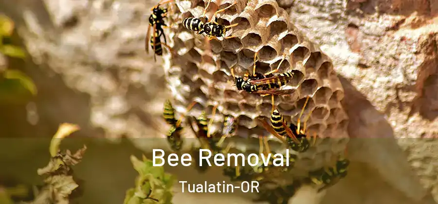 Bee Removal Tualatin-OR