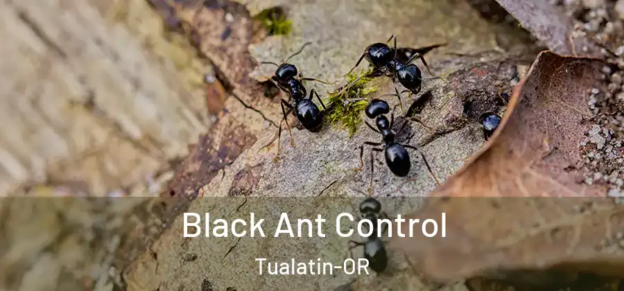 Black Ant Control Tualatin-OR