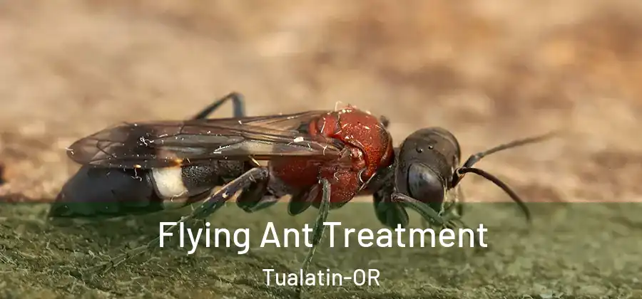 Flying Ant Treatment Tualatin-OR