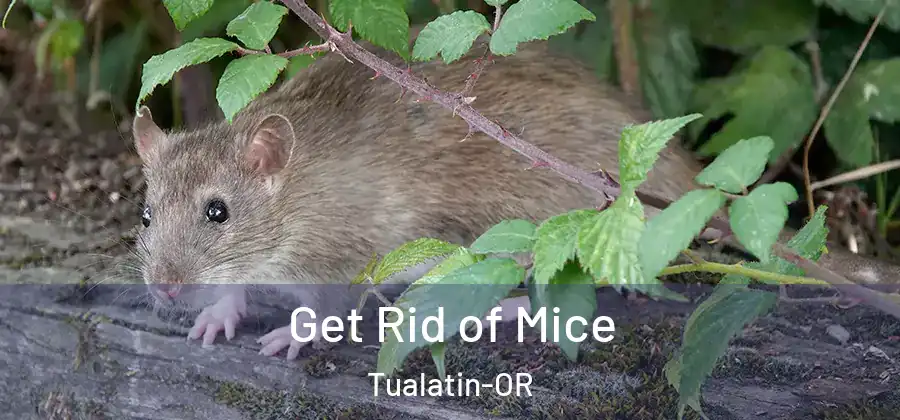 Get Rid of Mice Tualatin-OR