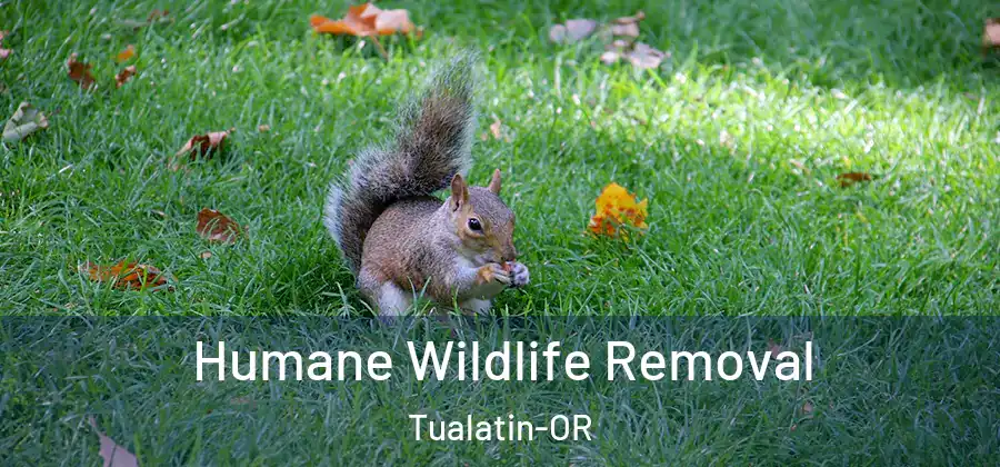 Humane Wildlife Removal Tualatin-OR
