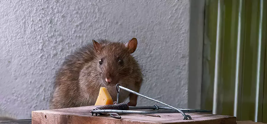Humane Mouse Removal in Tualatin