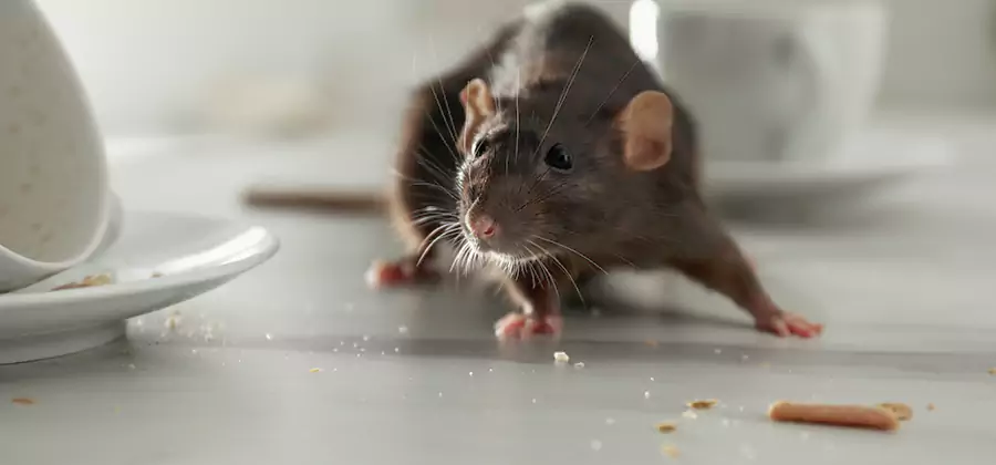 Rodent Feces Removal in Tualatin