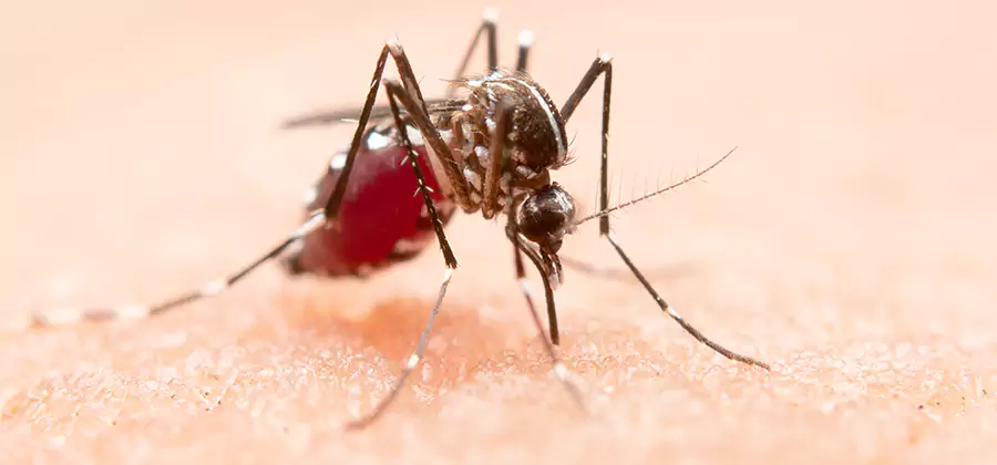 Indoor Mosquito Killer and Interior Control in Tualatin