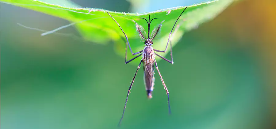 Home Defense Insect Killer in Tualatin