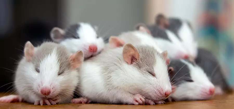 Tualatin Pet Safe Mice Control
