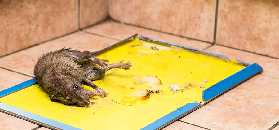 Mouse and Rat Control in Tualatin