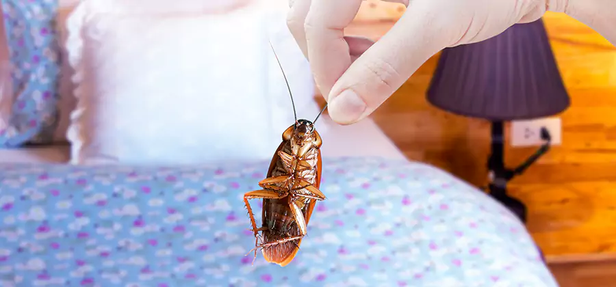 Bed Bug Inspection in Tualatin
