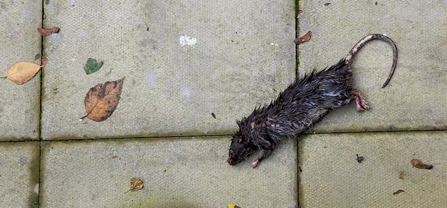 Rodent inspection service in Tualatin