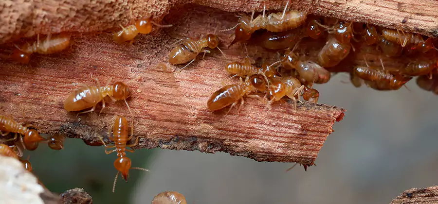 Wood Preservation Termite Treatment in Tualatin