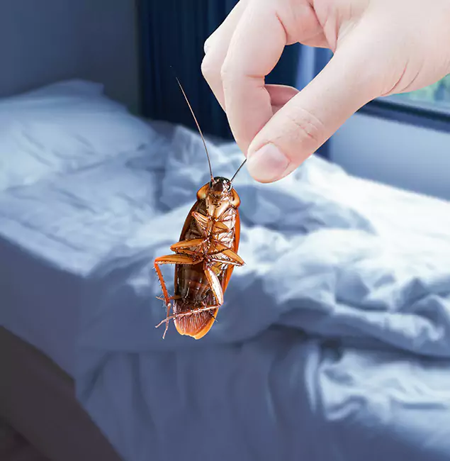 Why Choose Tualatin Pest Control Pro for Bed Bug Extermination in Tualatin, OR?