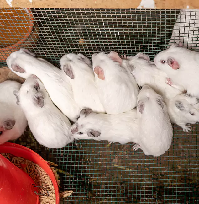 Why Choose Tualatin Pest Control Pro for Rat Infestation in Tualatin, OR?