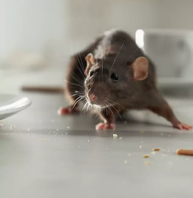 Why Choose Tualatin Pest Control Pro for Rodent Control in Tualatin, OR?