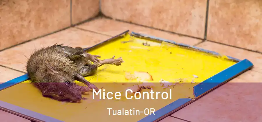 Mice Control Tualatin-OR