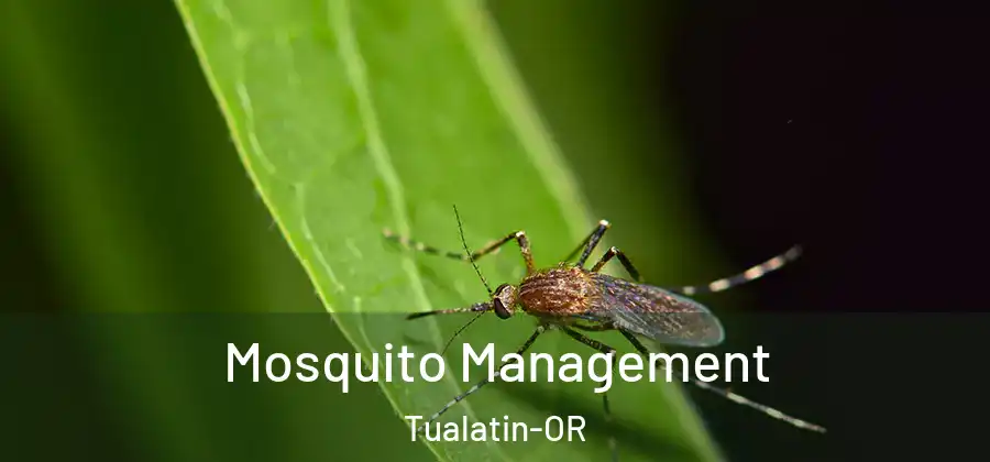  Mosquito Management Tualatin-OR