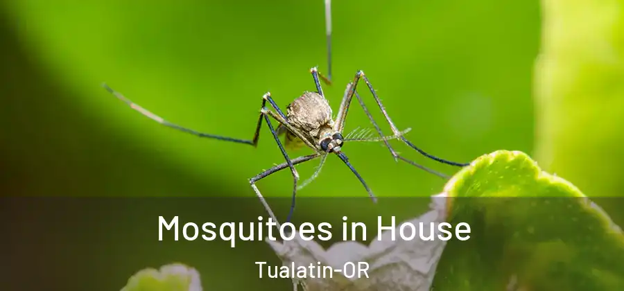  Mosquitoes in House Tualatin-OR