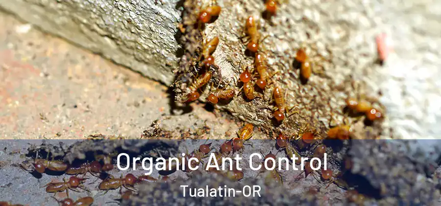 Organic Ant Control Tualatin-OR