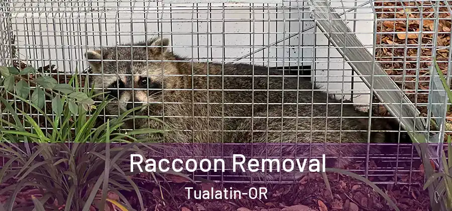 Raccoon Removal Tualatin-OR