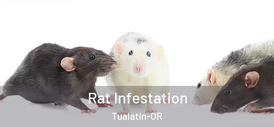 Rat Infestation Tualatin-OR