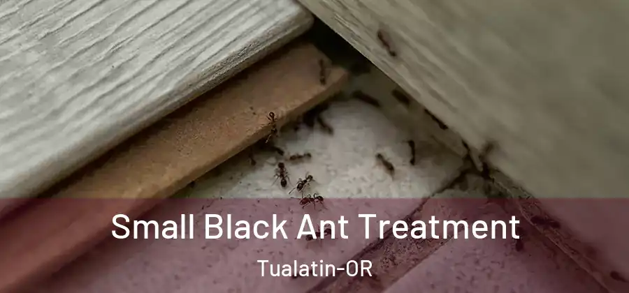 Small Black Ant Treatment Tualatin-OR