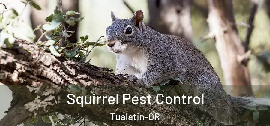 Squirrel Pest Control Tualatin-OR