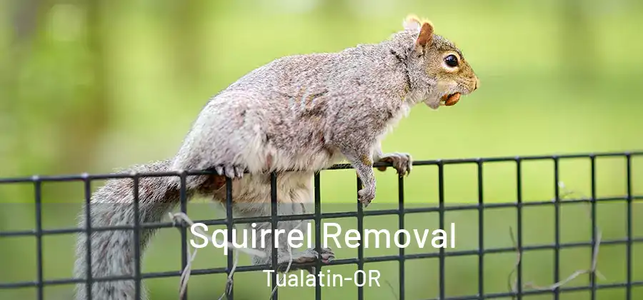 Squirrel Removal Tualatin-OR