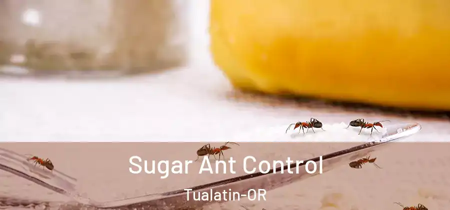 Sugar Ant Control Tualatin-OR