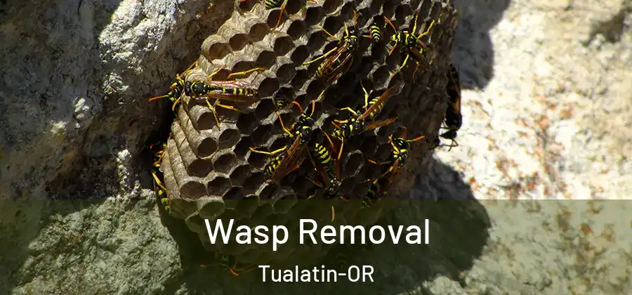  Wasp Removal Tualatin-OR
